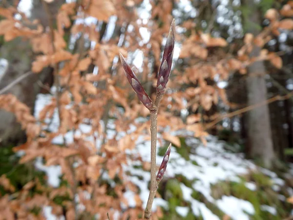 Beech twig and buds — Stock Photo, Image