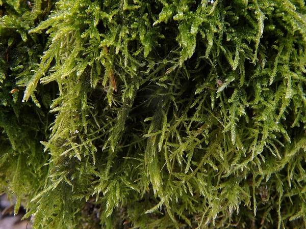 Mogor verde close-up — Fotografia de Stock