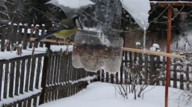 Avrasya Mavi baştankara, kömür baştankara, kış, (Parus major), (Cyanistes caeruleus), (Periparus ater büyük baştankara),  