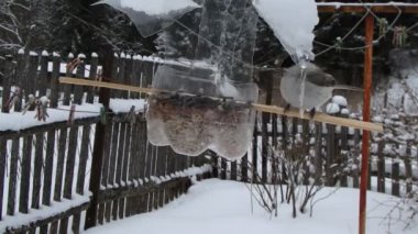  Avrasya Mavi baştankara, kış,(Cyanistes caeruleus), (Periparus ater kömür baştankara),