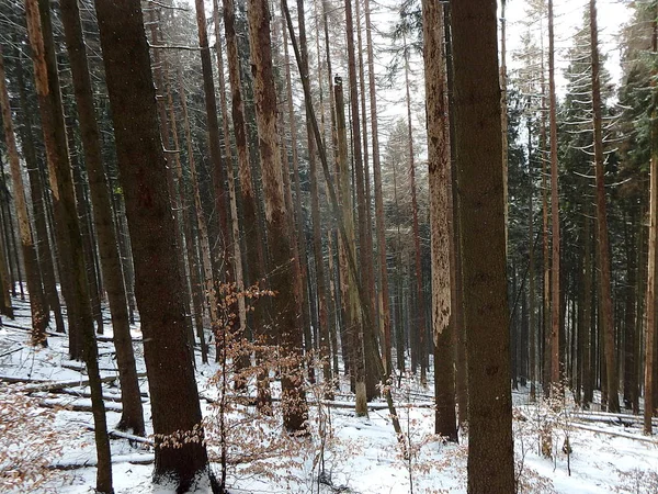 Kışın ölü Ladin ormanı — Stok fotoğraf