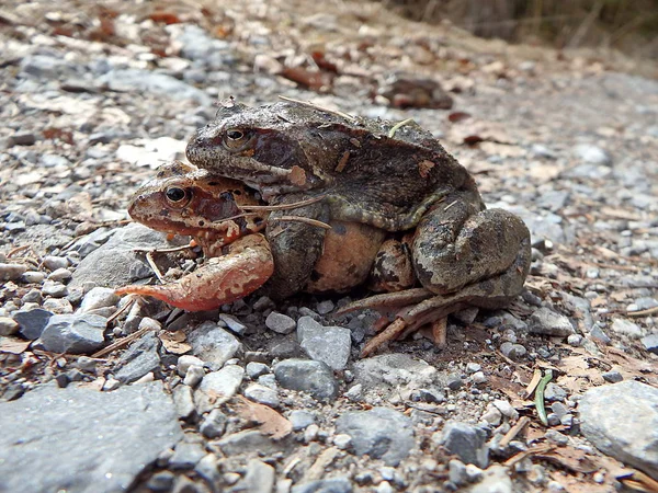 European common brown frog