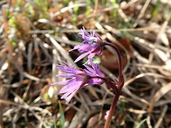 Wilde rosa violette Blume aus dem Wald — Stockfoto