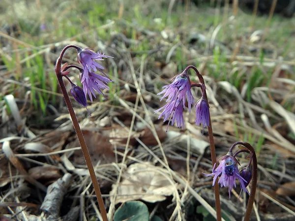 Wilde rosa violette Blume aus dem Wald — Stockfoto