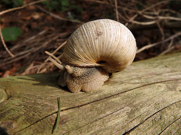 Roman snail, Burgundy snail, Edible snail, — Stock Photo, Image