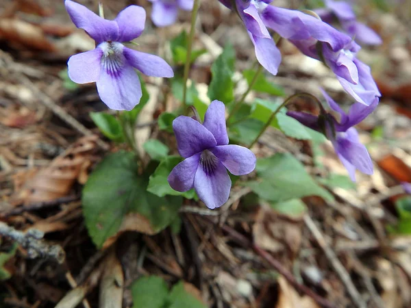 Violeta floresta selvagem na floresta de primavera — Fotografia de Stock