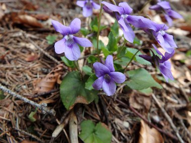 Vahşi ormanda Menekşe bahar orman