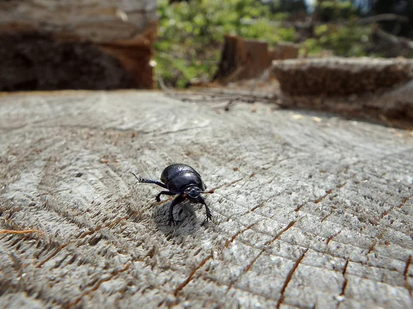 Kumbang kotoran yang membosankan di bumi — Stok Foto