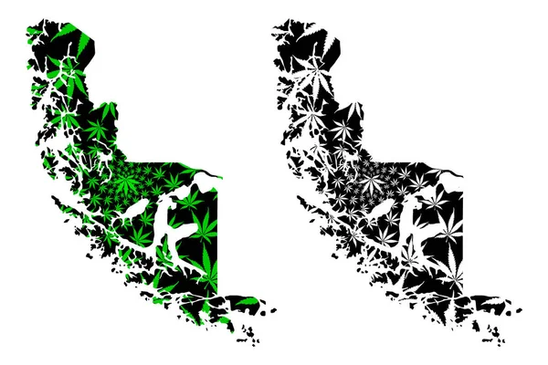 Magallanes Region (República do Chile) mapa é projetado folha de maconha verde e preto, Magallanes e mapa da Antártida chilena feito de maconha (maconha, THC) foliag — Vetor de Stock