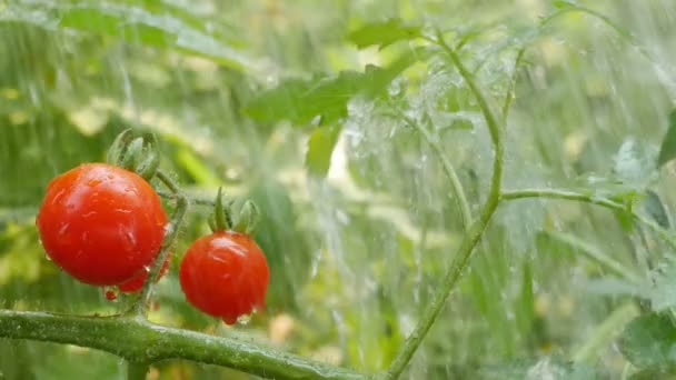 Tomate cereja com gota de água. — Vídeo de Stock