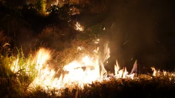 Fuego quema hierba cerca de la carretera . — Vídeos de Stock