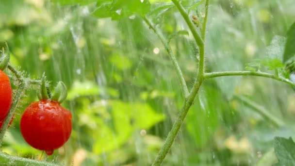 Вишневий помідор з краплями води . — стокове відео