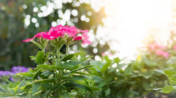 Rosa Eisenkraut Hybrida Blütenblume. — Stockfoto