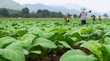 Chaingrai-29 Kasım: tanımlanamayan işçi toprak kürekle
