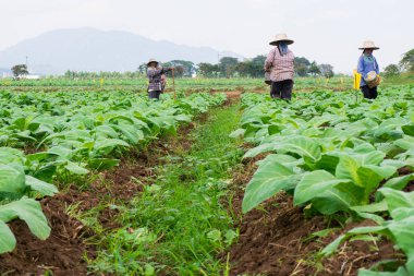Chaingrai-29 Kasım: tanımlanamayan işçi toprak kürekle