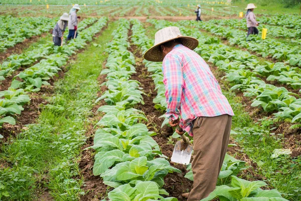 Chaingrai -November 29 : Unidentified workers are Shoveling soil Royalty Free Stock Images