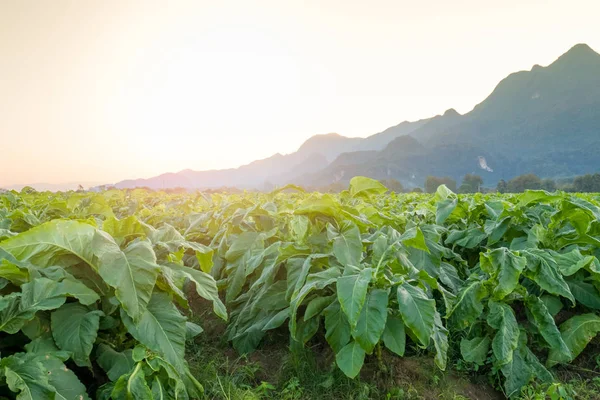 El campo de tabaco en la hora de la puesta del sol . —  Fotos de Stock