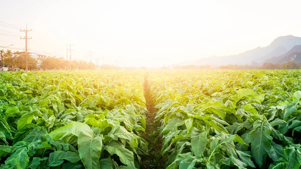 El campo de tabaco en la hora de la puesta del sol . —  Fotos de Stock