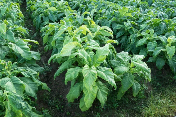 The tobacco field in the sunset time.