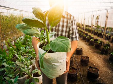 Adama sera odasında organik Çince lahana göster.