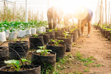 Bitki sera odasında işçi adam eser ve hasat.