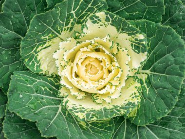 Dekoratif lahana ve süslemeli lahana bitkilerini kapatın..