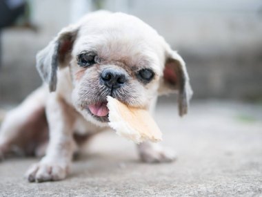 Yaşlı ve çirkin köpek güzel lokma ekmek vardır..