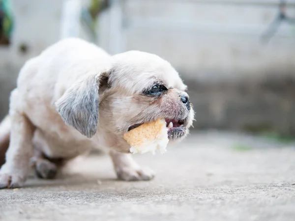 Old and ugly dog has beautiful bite the bread.