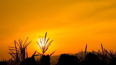 Siluet alacakaranlık zaman Mısır tarlasında.