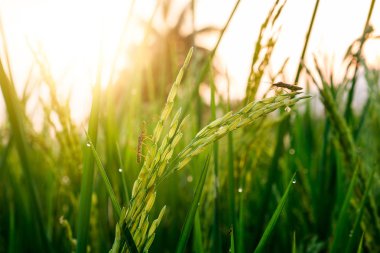 Genç yaprağın ve böcek haşere ile tahıl pirinç.