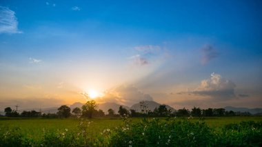 Altın yong pirinç alan alacakaranlık gökyüzü güzel günbatımı.