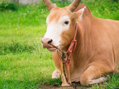 Genç mücadele boğa rahatla ve ruminant.