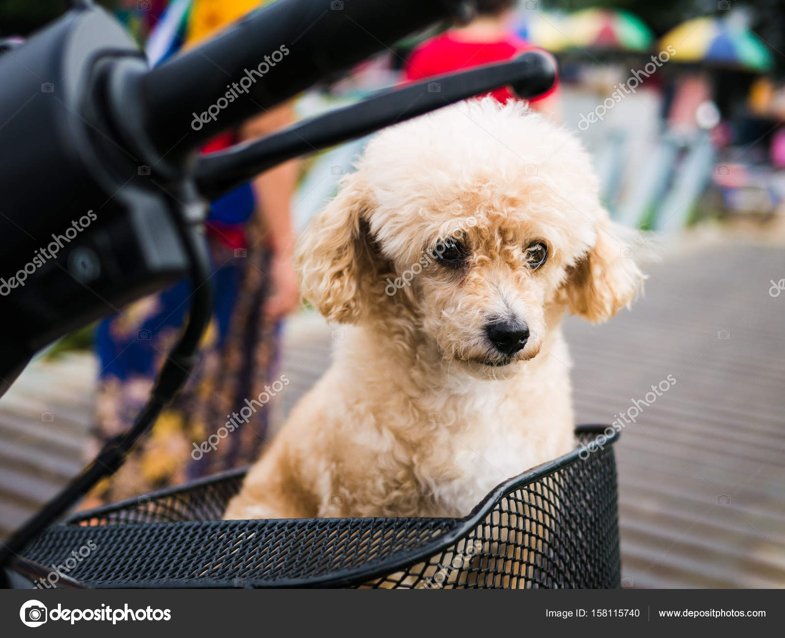 茶色の小さな犬に悲しい顔と所有者を探しています \u2014 ストック