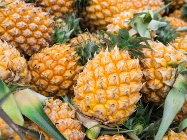 Küçük pipeapple, olgun grup.