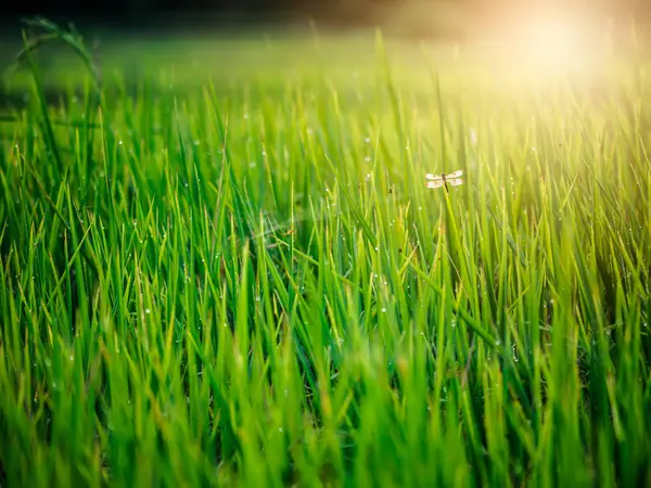 Libélula no campo de arroz com orvalho na luz da manhã . — Fotografia de Stock