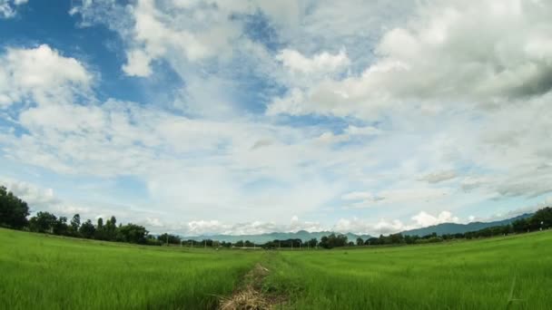 Tijd lapse Yong rijst veld onder witte wolken en blauwe hemel met lens vis oog. — Stockvideo