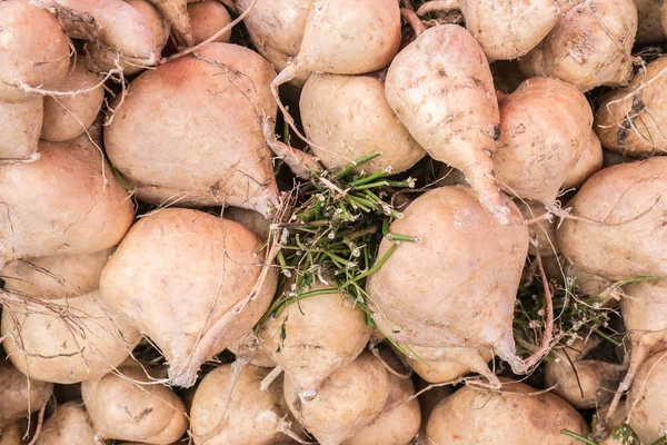 Meksika yam veya Jicama grubu.