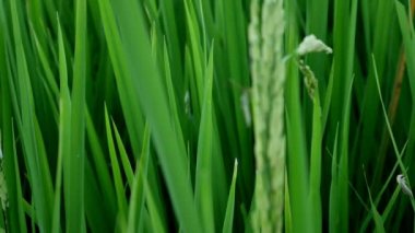 Clouse leptocorisa acuta veya pirinç kulak hata kadar. pirinç zararlı.