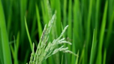 Clouse leptocorisa acuta veya pirinç kulak hata kadar. pirinç zararlı.