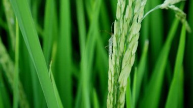 Clouse leptocorisa acuta veya pirinç kulak hata kadar. pirinç zararlı.