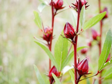 Roselle iyi özellikler kan basıncını düşürür, kalbi güçlendirir.