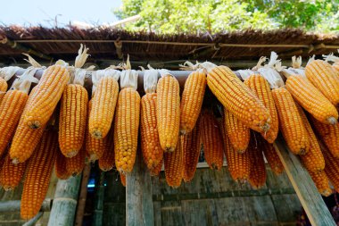 Köylülerin balkonunda kuru mısır kurutuldu. S olarak kullanmak için