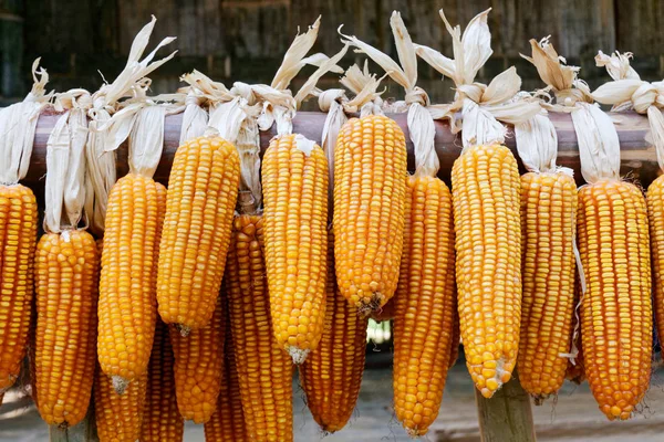 El maíz seco se secó en el balcón de los aldeanos. Para su uso como s Imagen De Stock