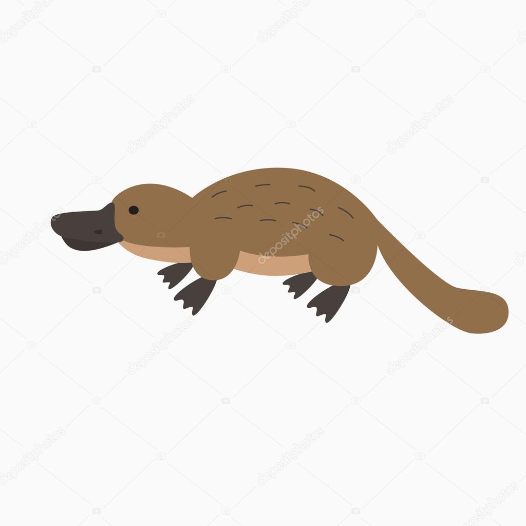 cartoon platypus cartoon platypus
