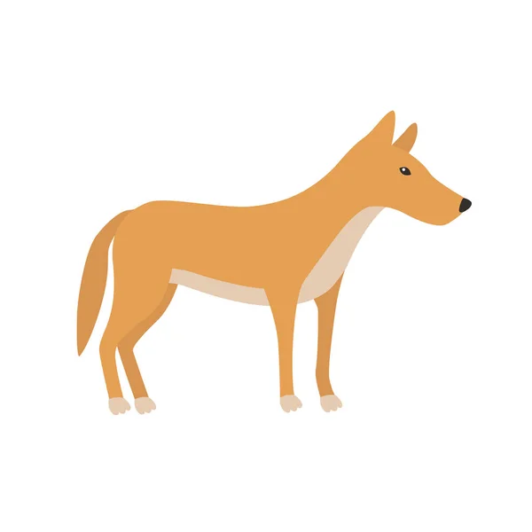 Dingo. Kreslená postavička. Australský dingo pes. Zoo ilustrace. — Stockový vektor