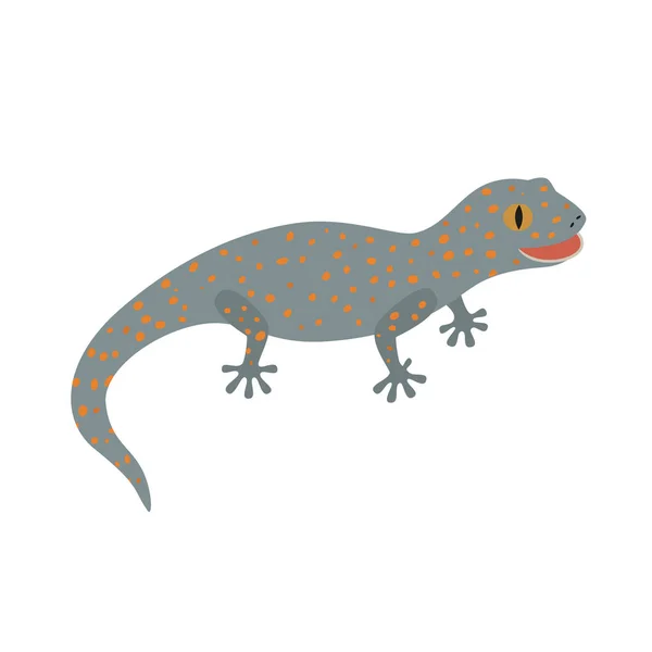 Tokay, Gecko, Chamando Gecko isolar branco —  Vetores de Stock