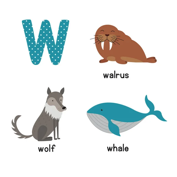 Cute Animal Zoo Alphabet. Letter W for wolf, whale, walrus — Stock Vector