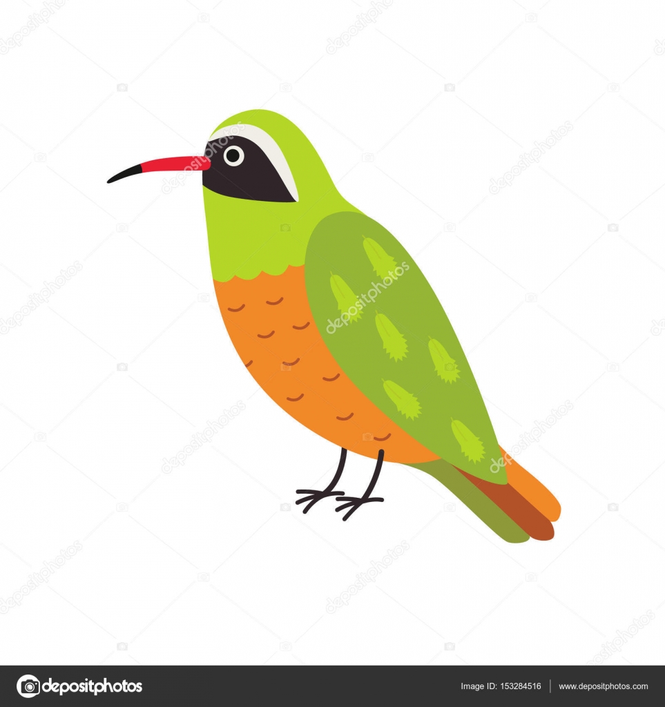 Xantus Hummingbird cartoon character — Free Stock Vector © nadja_77.tut.by  #153284516