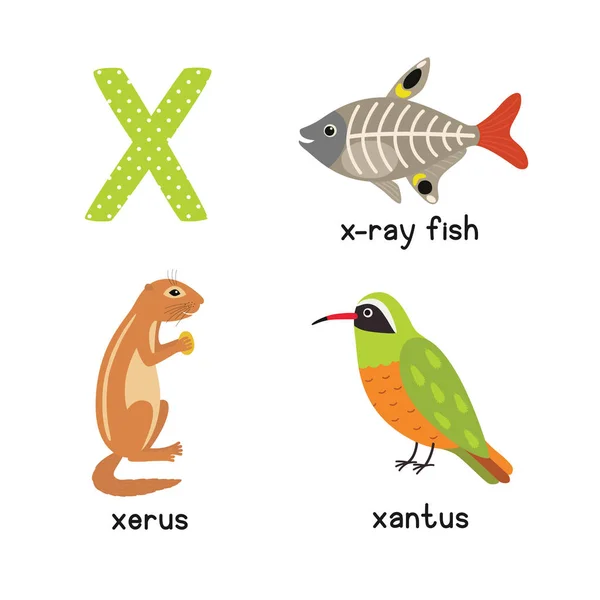 Alfabeto lindo zoológico animal. Letra X para peces de rayos X, xantus, xerus — Archivo Imágenes Vectoriales