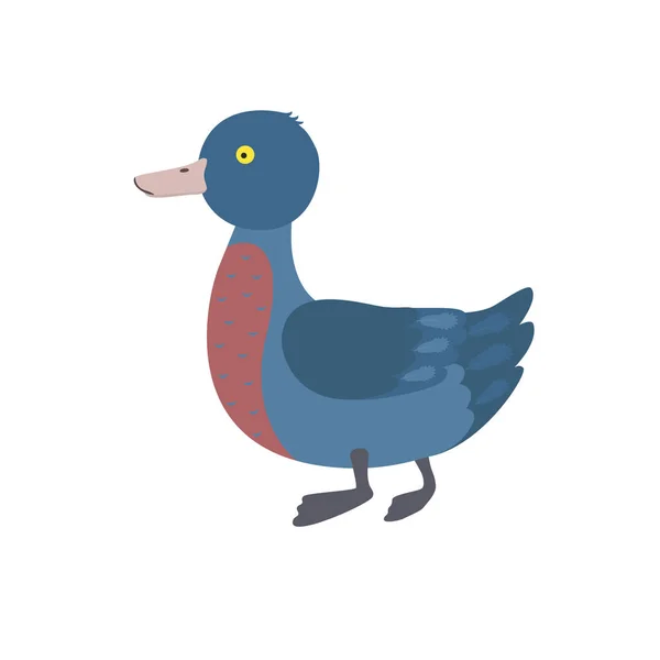 Cute blue duck Whio — Free Stock Photo